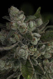 Twenty/20 Mendocino - Snowblower