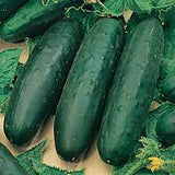 Cucumber - Marketmore 76 Cucumber Seed