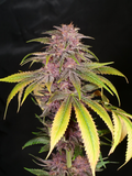 Mass Medical Strains - Indigo Pupil