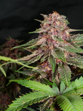 Mass Medical Strains - Indigo Pupil