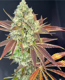 Mass Medical Strains - Green Screen