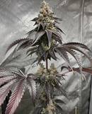 Mass Medical Strains - Green Screen