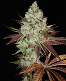 Mass Medical Strains - Green Screen