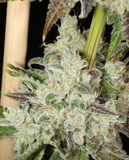 Mass Medical Strains - Green Screen