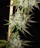 Mass Medical Strains - Green Screen