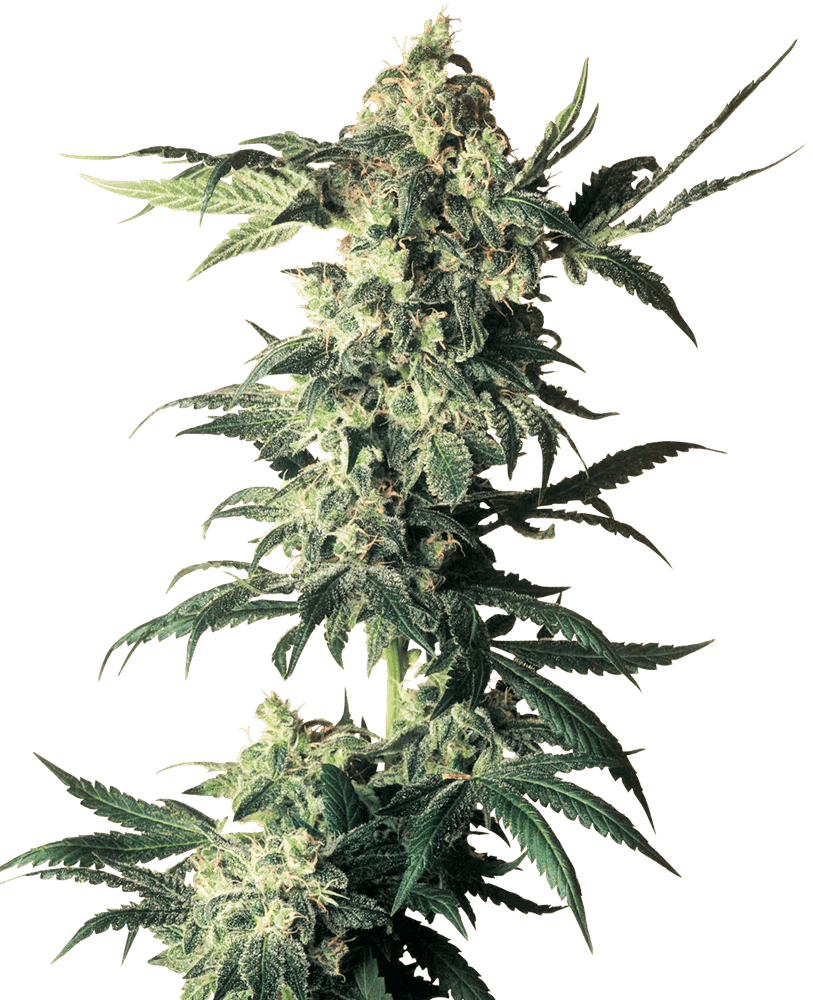 Northern Lights Clone – MASS Hydroponics