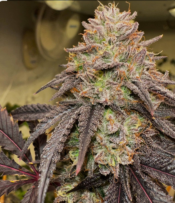 Lemon Cherry Gelato Clone – MASS Hydroponics