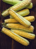 Corn - Golden Bantam 8-Row Sweet