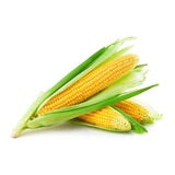Corn - Golden Bantam 8-Row Sweet