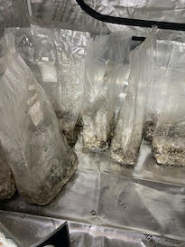 Pre-inoculated Mushroom Grow Bags