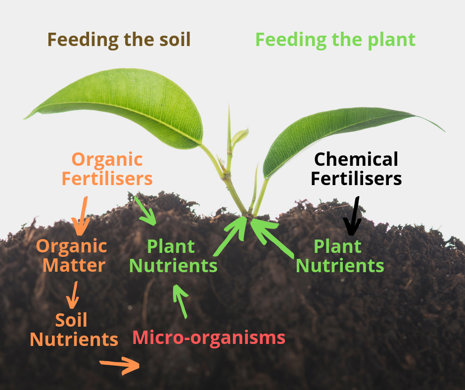 Organic Fertilizer versus Inorganic Synthetic Fertilizer: A Comprehens ...