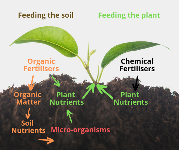 Organic Fertilizer versus Inorganic Synthetic Fertilizer: A Comprehensive Comparison