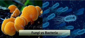 Fungus  and bacteria OH MY!!   F:B Ratios explained