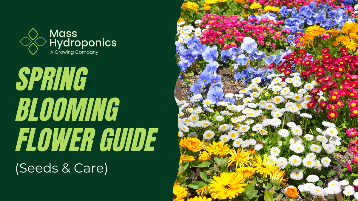 Spring Blooming Flower Guide (Seeds & Care) – MASS Hydroponics