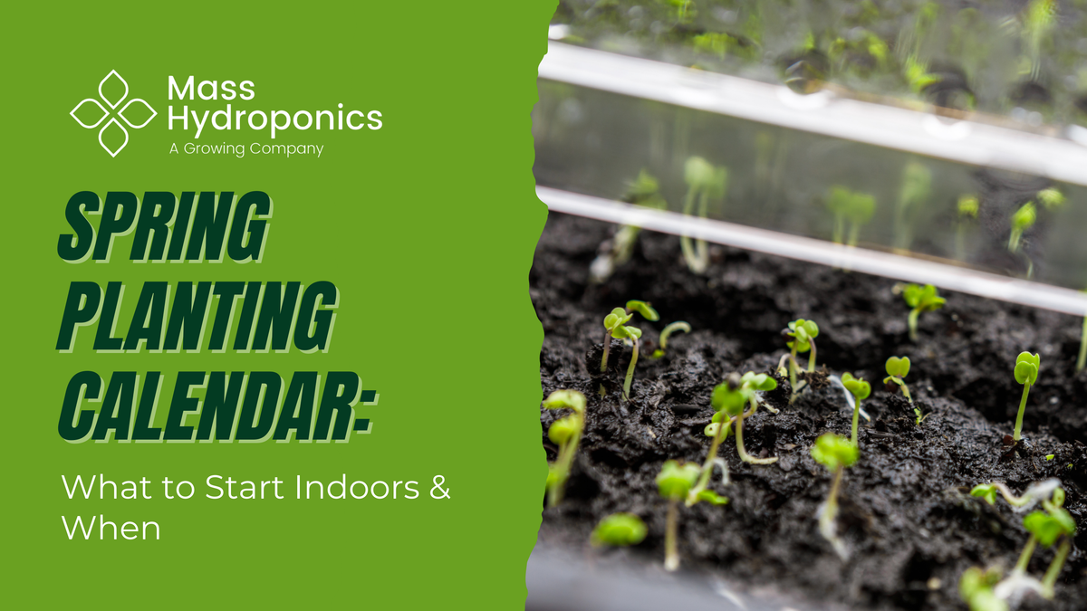 Spring Planting Calendar: What to Start Indoors & When – MASS Hydroponics