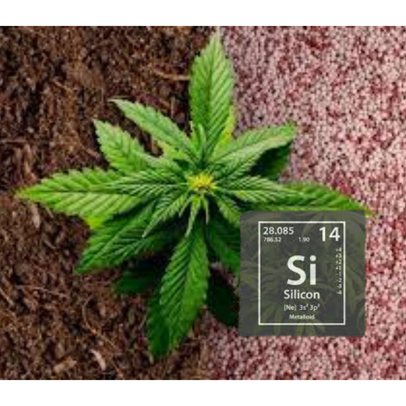 Simply Silica: How Adding Silica To Your Grow Op Will Help You Cultivate Bigger, Better Buds.