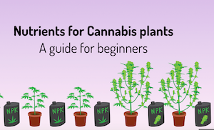 Nutrients for Cannabis Plants: A guide for beginners