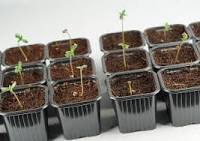 A Comprehensive Guide To Germinating Cannabis Seeds In The Spring