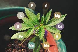 Micro and Macro Nutrients in Cannabis