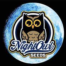 Night Owl Autoflowering Seeds