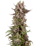 Trop Gelato Clone