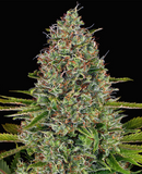 Afghani Clone
