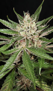 Mass Medical Strains - Lemon Pupil