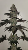 Purple Pineapple Clone