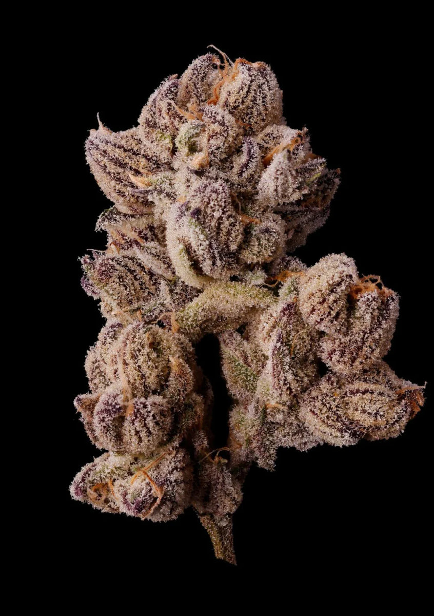 Scented Marker living flowering cannabis plant, as labeled by the cited image source