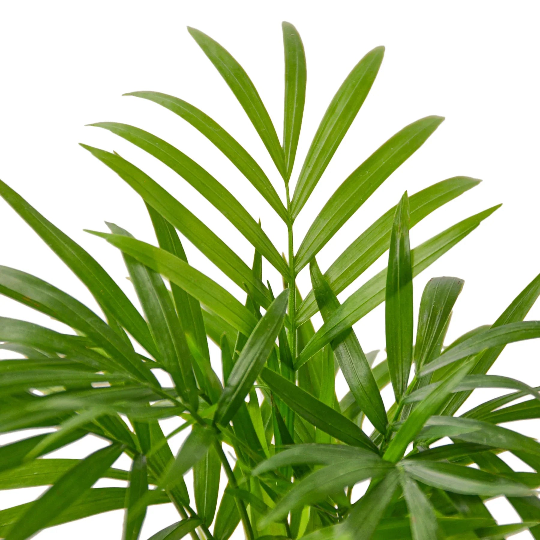 parlor palm hydroponic Parlor Palm – MASS Hydroponics