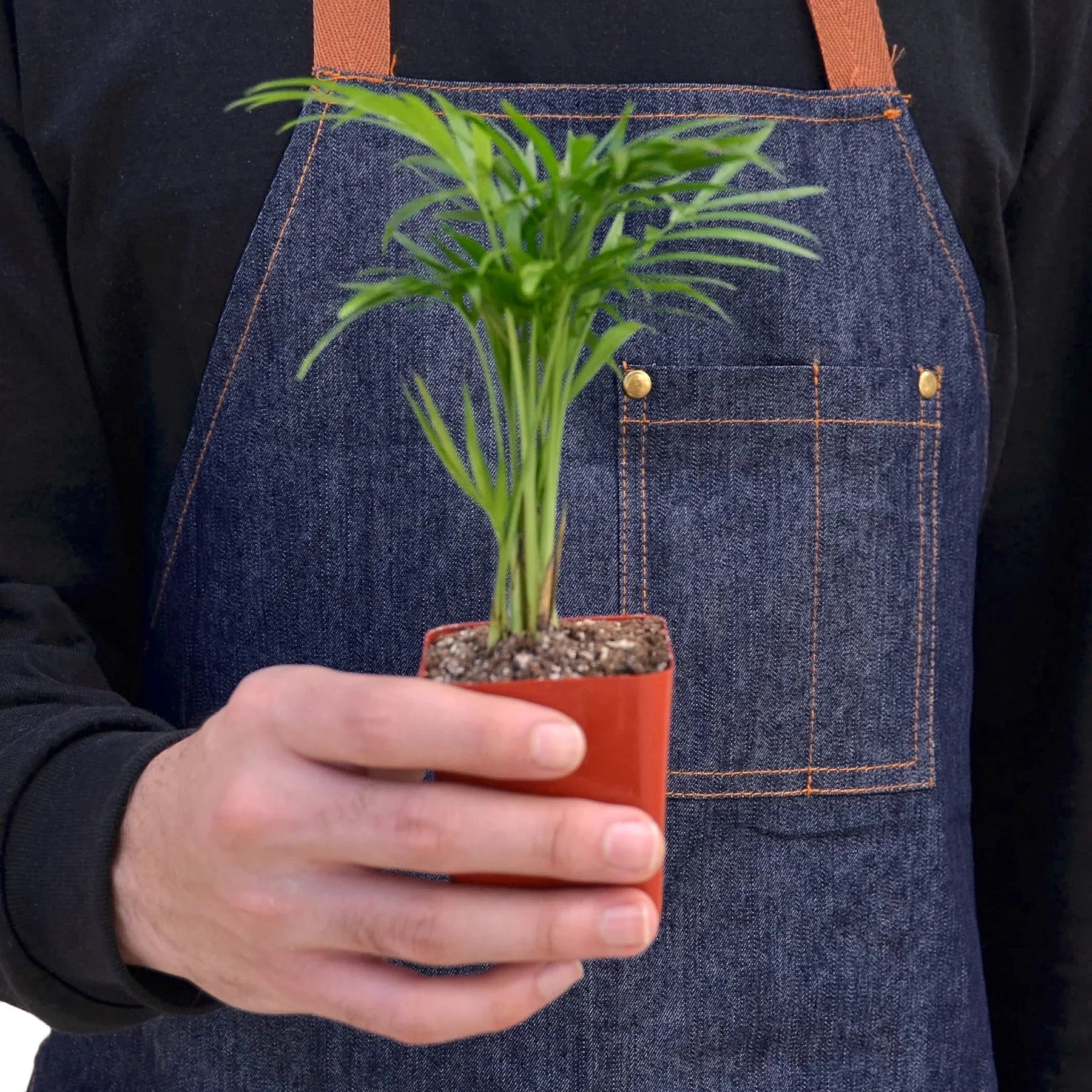 parlor palm hydroponic Parlor Palm – MASS Hydroponics