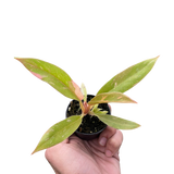 Philodendron Ring of Fire Variegated