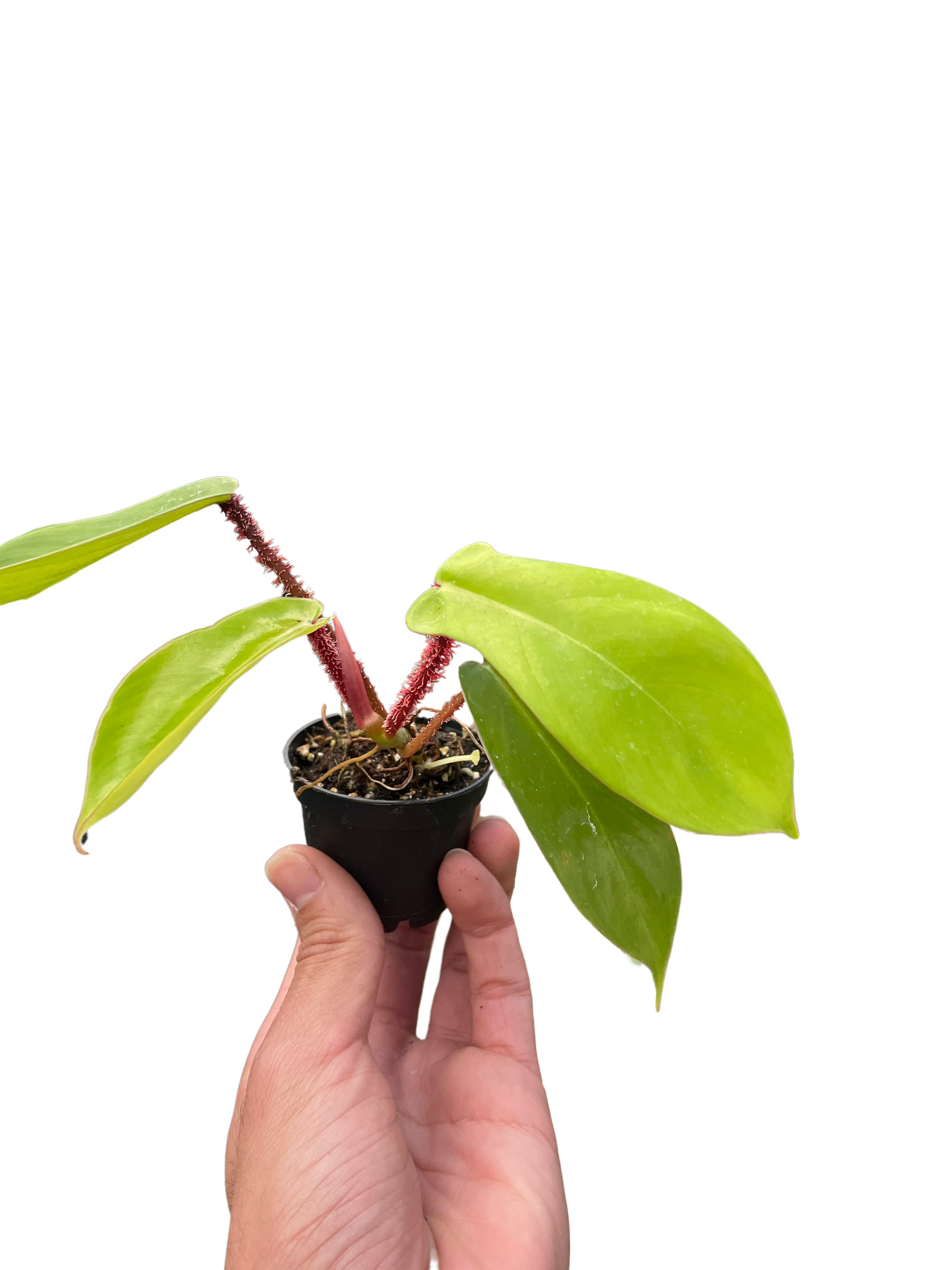 philodendron squamiferum growth Philodendron 'Squamiferum' – MASS Hydroponics