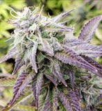 Trop Gelato Clone