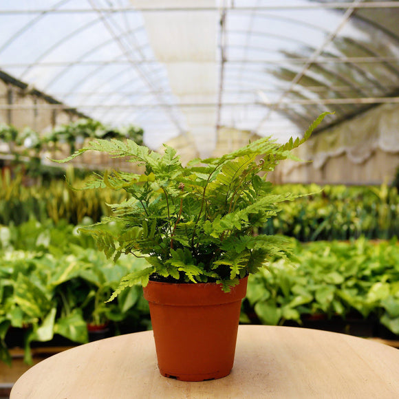 monthly house plant box 1 Pet Friendly Monthly Subscription Box