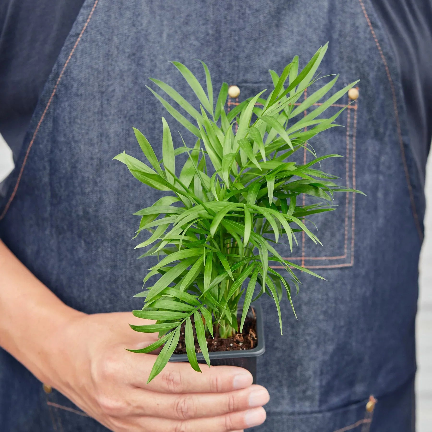 parlor palm hydroponic Parlor Palm – MASS Hydroponics