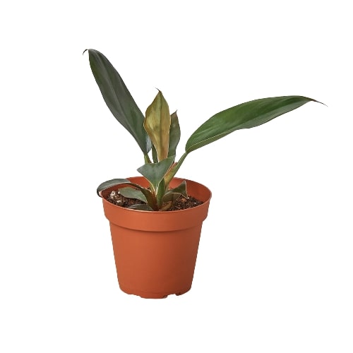 black cardinal philodendron price philippines Philodendron 'Black Cardinal'