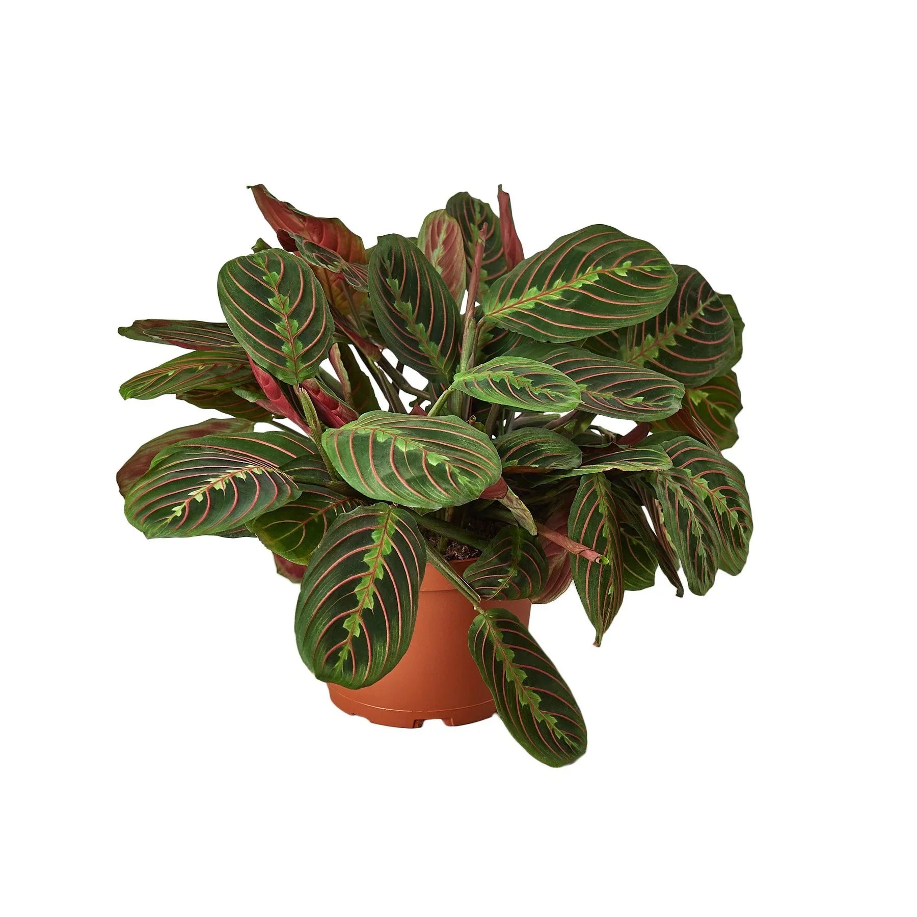 hydroponic prayer plant Maranta Red Prayer – MASS Hydroponics