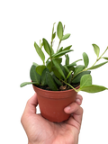 Hoya Chouke