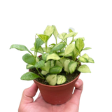 Hoya Heuschkeliana Variegated