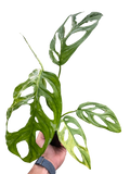 Monstera Adansonii 'Swiss Cheese Variegated'