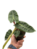 Philodendron 'Billietiae'