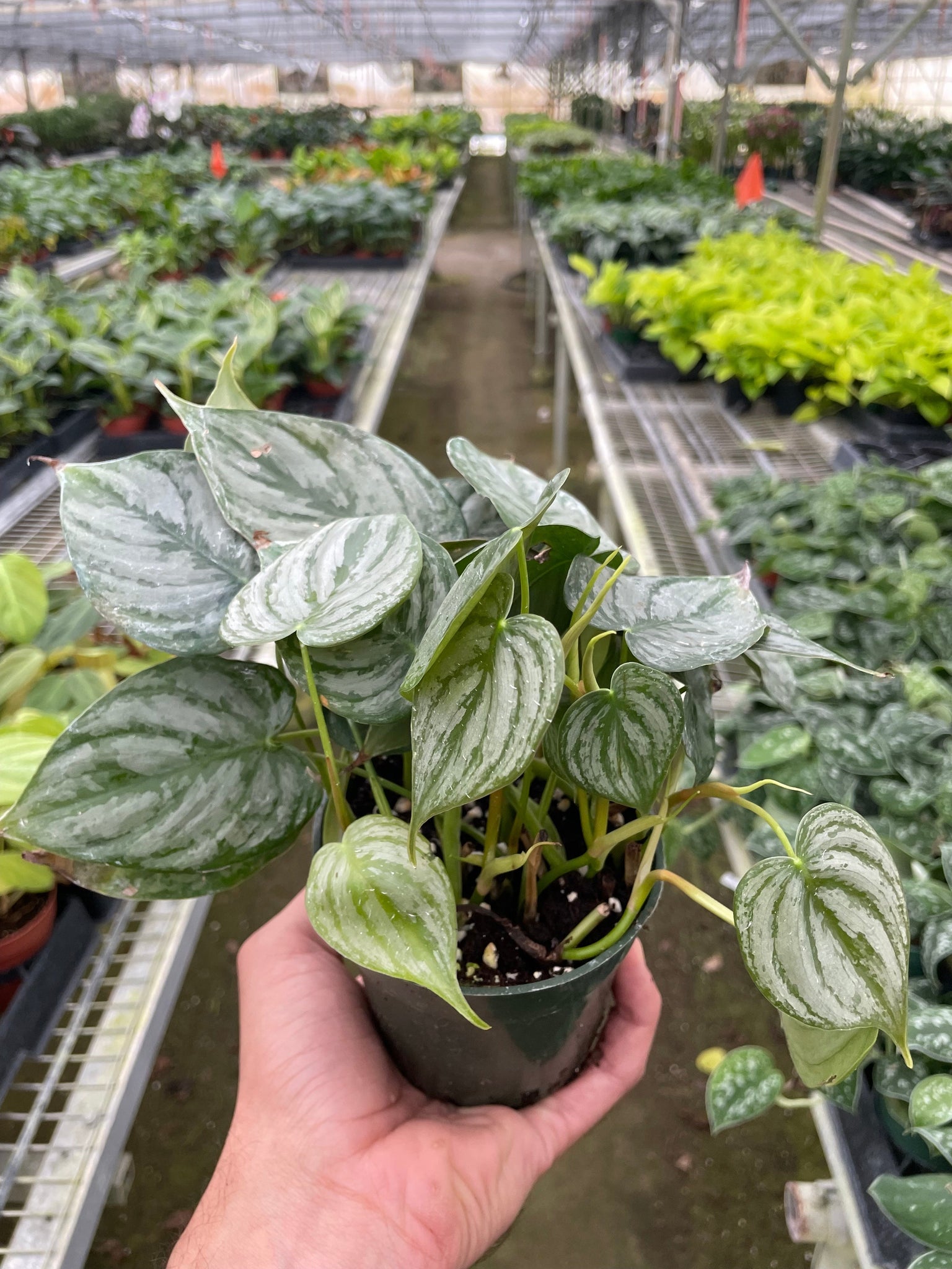 philodendron hydro Philodendron 'Brandi' – MASS Hydroponics