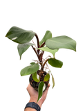 Philodendron 'White Knight'