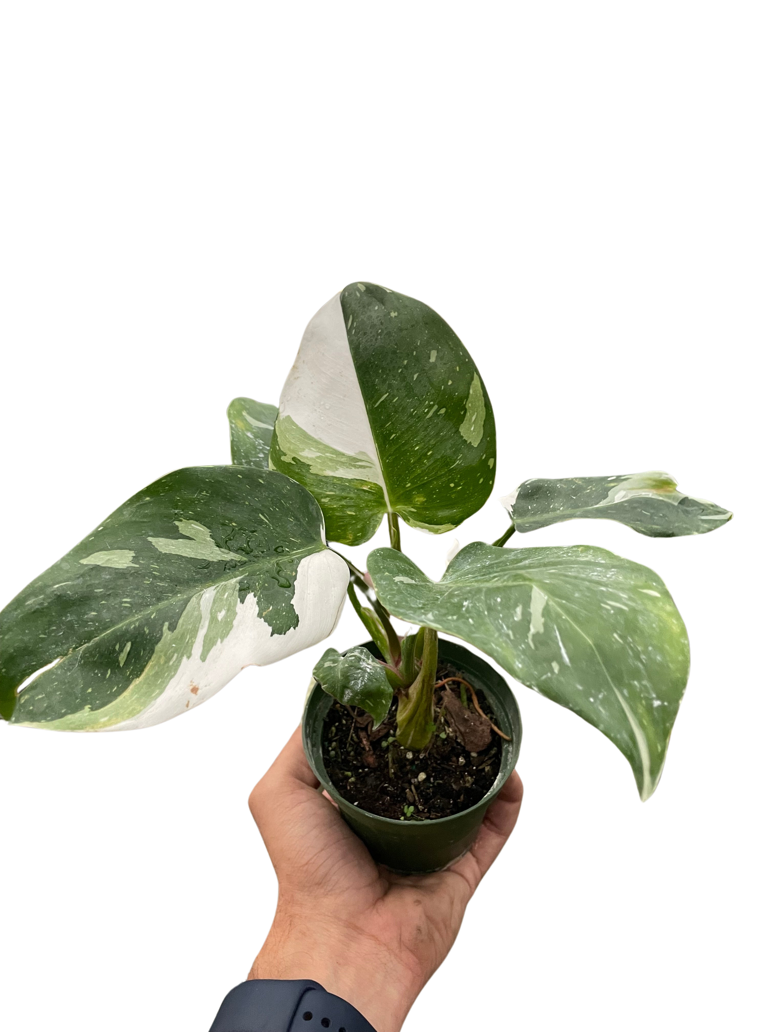 philodendron hydro Philodendron 'White Princess' – MASS Hydroponics