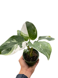 Philodendron 'White Princess'