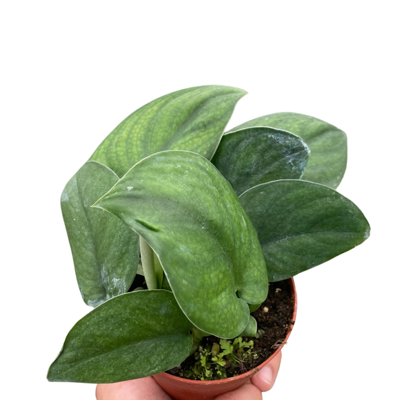 Pothos Jade Satin