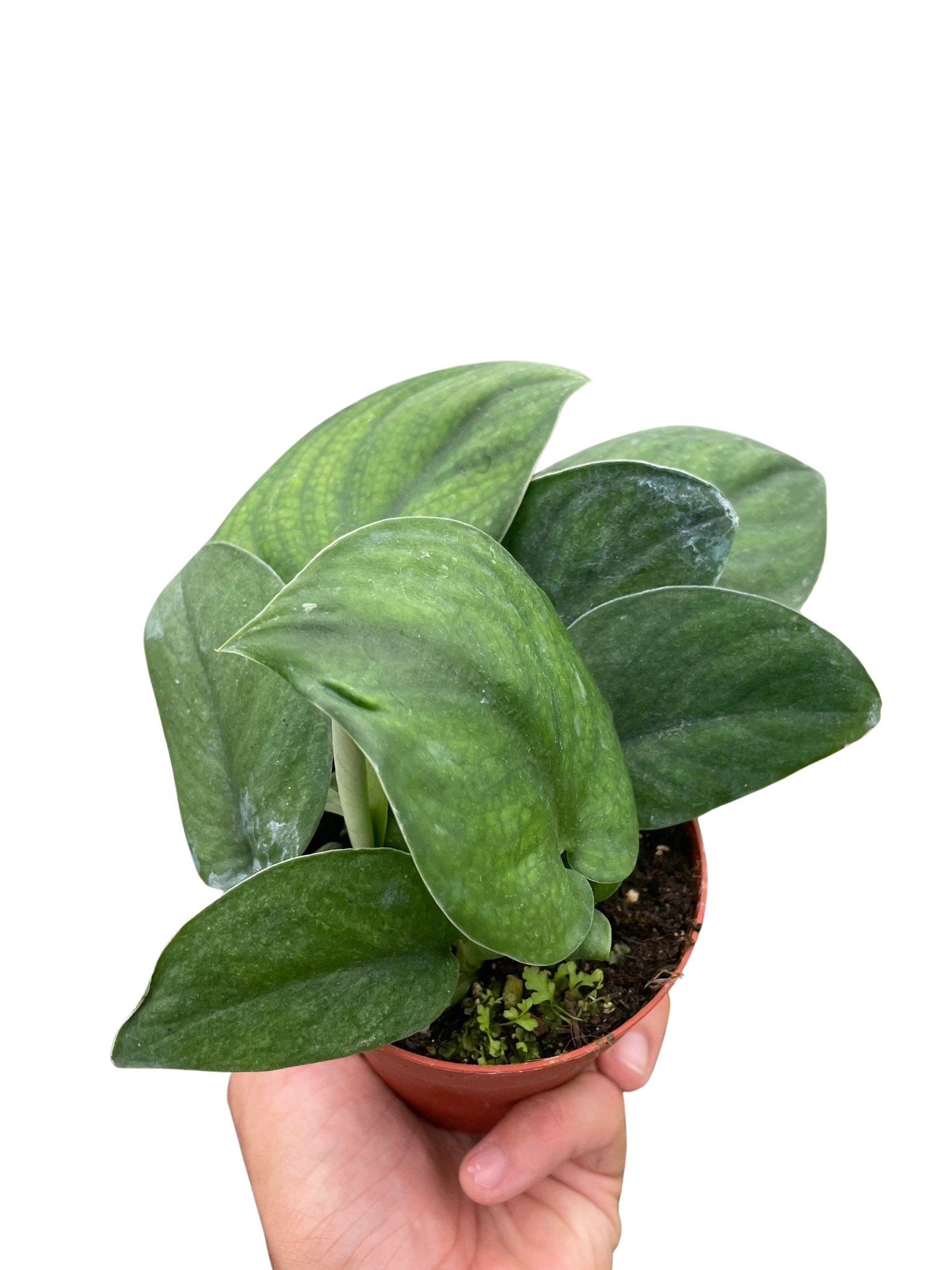 hydro pothos Pothos Jade Satin – MASS Hydroponics