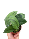 Pothos Jade Satin