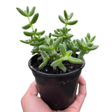 Delosperma echinatum 'Pickle Plant'